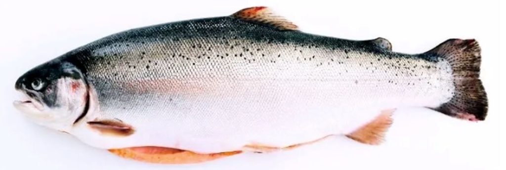 Turkish Salmon Trout